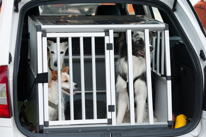 Hunde im Auto - Tierklinik Ismaning